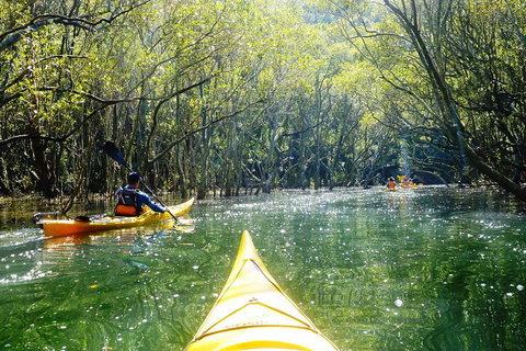 Middle Harbour Mangrove Explorer - Melbourne Tourism 0