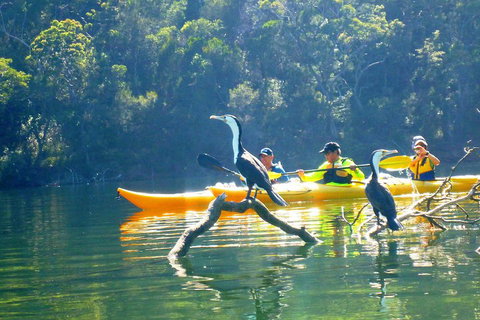 Middle Harbour Mangrove Explorer - Melbourne Tourism 2