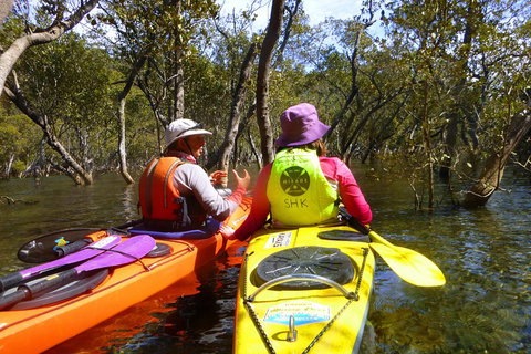 Middle Harbour Mangrove Explorer - Melbourne Tourism 3