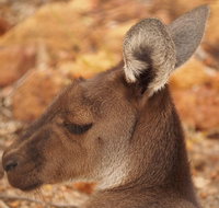 Australian animals Seascape and Sunset Photography Tour - Melbourne Tourism