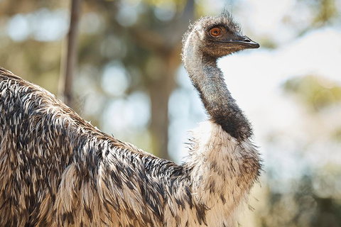 Sydney Taronga Zoo General Entry Ticket - Melbourne Tourism 4