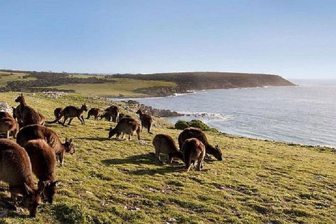 Kangaroo Island Personal Group Tours - Melbourne Tourism 0