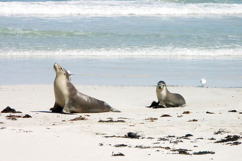 Kangaroo Island Personal Group Tours - Melbourne Tourism 3