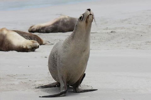 Kangaroo Island Personal Group Tours - Melbourne Tourism 4