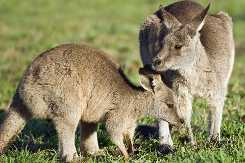 LGBT+ Friendly Full Day Phillip Island Private Tour - Melbourne Tourism 3