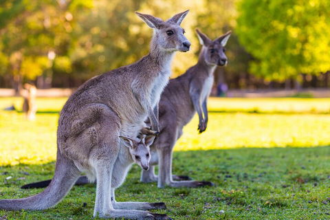 LGBT+ Friendly Full Day Phillip Island Private Tour - Melbourne Tourism 4