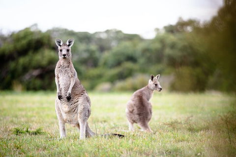 LGBT+ Friendly 3 Day Tour The Grampians, Daylesford & Ballarat - Melbourne Tourism 2