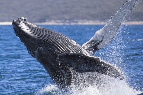 Whale Watching Jervis Bay - Melbourne Tourism 2
