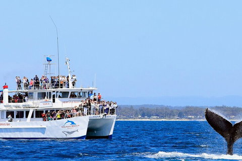 Whale Watching Jervis Bay - Melbourne Tourism 4