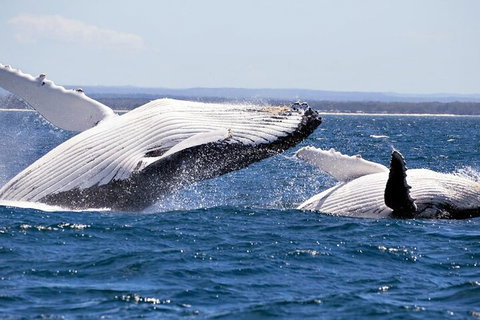Whale Watching Jervis Bay - Melbourne Tourism 5
