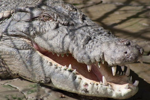 Whitsunday Crocodile Safari Including Lunch - Melbourne Tourism 1