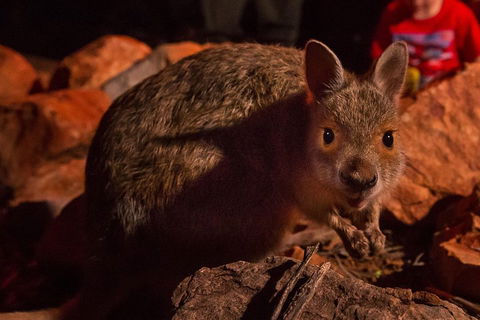 Alice Springs Desert Park Nocturnal Tour - Melbourne Tourism 3