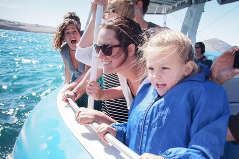 Southern Ocean Adventure From Victor Harbor - Melbourne Tourism 4