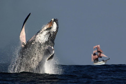 Sydney Harbour Tall Ship Whale & Sail - Whale Watching Cruise - Melbourne Tourism 0