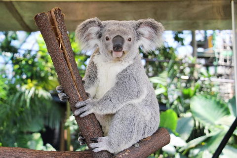 Cairns ZOOM And Wildlife Dome - Melbourne Tourism 0