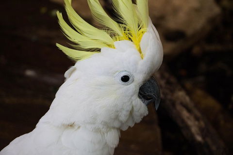 Cairns ZOOM And Wildlife Dome - Melbourne Tourism 2