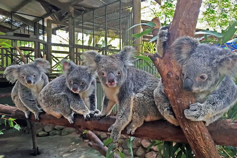 Best Of Kuranda Including Skyrail, Kuranda Scenic Railway And Rainforestation - Melbourne Tourism 4
