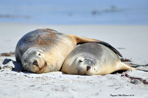 NEW TOUR - Kangaroo Island Road To Recovery Tour (1 Day/1 Night) - Melbourne Tourism 1