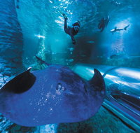 Snorkel with Sharks at AQWA - Melbourne Tourism