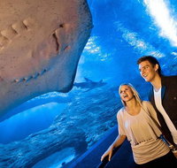Dive with Sharks at AQWA - Melbourne Tourism