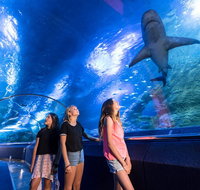 Lunch and General Admission Entry at AQWA - Melbourne Tourism