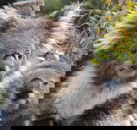 Kuranda Koala Gardens and Birdworld Admission Tickets - Melbourne Tourism