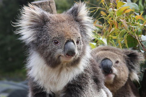 Kuranda Koala Gardens And Birdworld Admission Tickets - Melbourne Tourism 0
