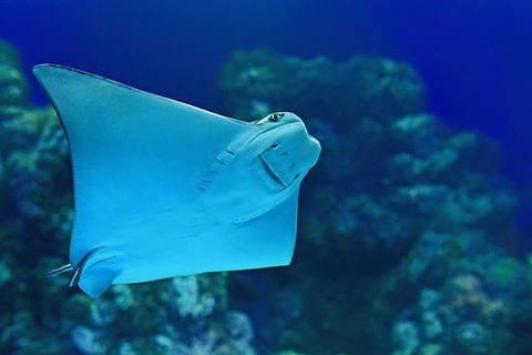 Cairns Aquarium Admission Ticket - Melbourne Tourism 2