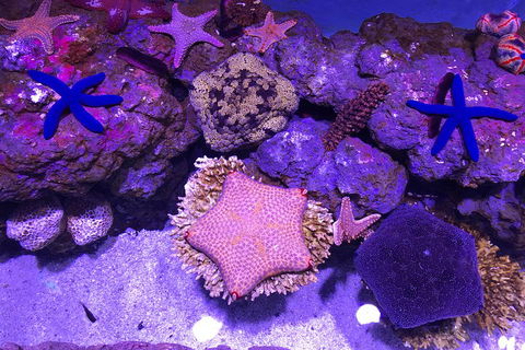 Cairns Aquarium Admission Ticket - Melbourne Tourism 5