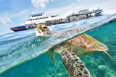 Outer Reef Pontoon Experience From Cairns - Melbourne Tourism 5