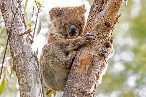 Wild Australian Wildlife 4WD Tour From Sydney - Melbourne Tourism 1