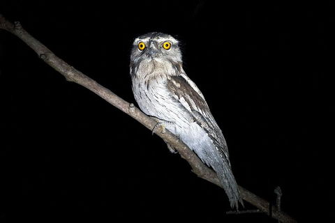 Wild Australian Wildlife 4WD Tour From Sydney - Melbourne Tourism 4
