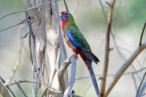 Wild Australian Wildlife 4WD Tour From Sydney - Melbourne Tourism 5