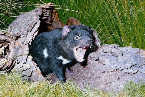 Blue Mountains Private Tour From Sydney With Featherdale Park - Melbourne Tourism 0