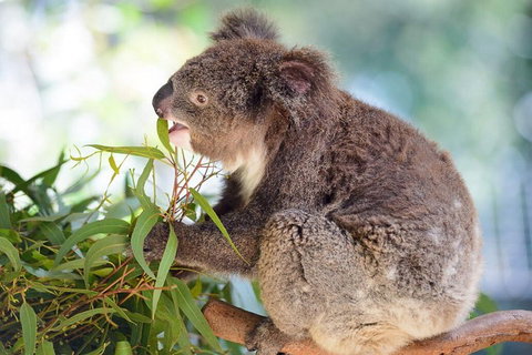 Blue Mountains Private Tour From Sydney With Featherdale Park - Melbourne Tourism 2