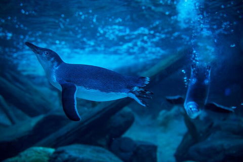 SEA LIFE Sunshine Coast Aquarium Entrance Ticket - Melbourne Tourism 1