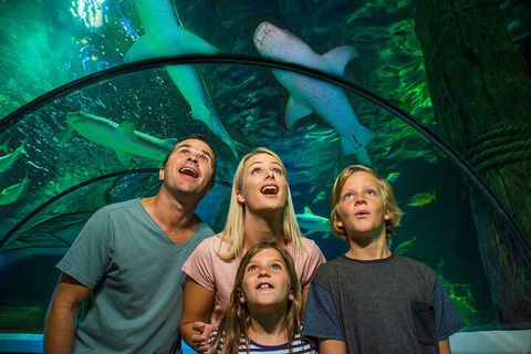 SEA LIFE Sunshine Coast Aquarium Entrance Ticket - Melbourne Tourism 3