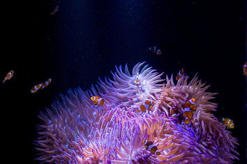 SEA LIFE Sunshine Coast Aquarium Entrance Ticket - Melbourne Tourism 4