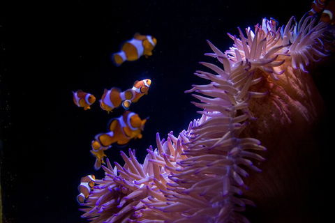 SEA LIFE Sunshine Coast Aquarium Entrance Ticket - Melbourne Tourism 5