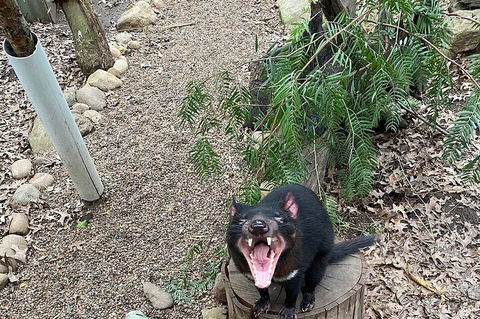 Featherdale Wildlife Park General Admission - Melbourne Tourism 1