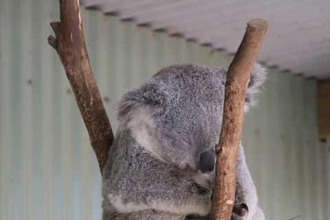 Featherdale Wildlife Park General Admission - Melbourne Tourism 3