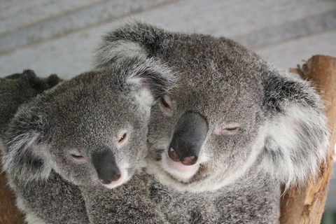 Featherdale Wildlife Park General Admission - Melbourne Tourism 4