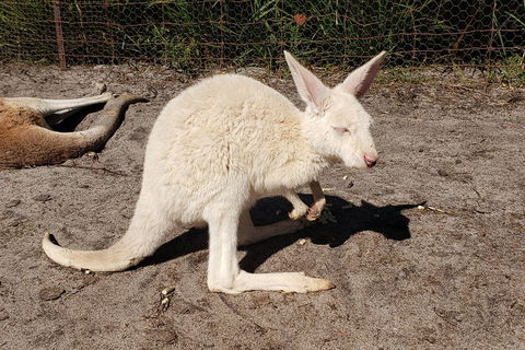 Very Best Of Perth Tour - Wildlife Park & City Highlights Tour - Melbourne Tourism 3