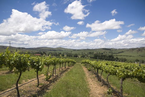 Hunter Valley Wine Tour From Sydney Incl Lunch, Cheese, Chocolate And Distillery - Melbourne Tourism 0