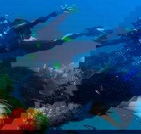 Scuba Dive the S.S. Yongala Wreck on the Great Barrier Reef. - Melbourne Tourism